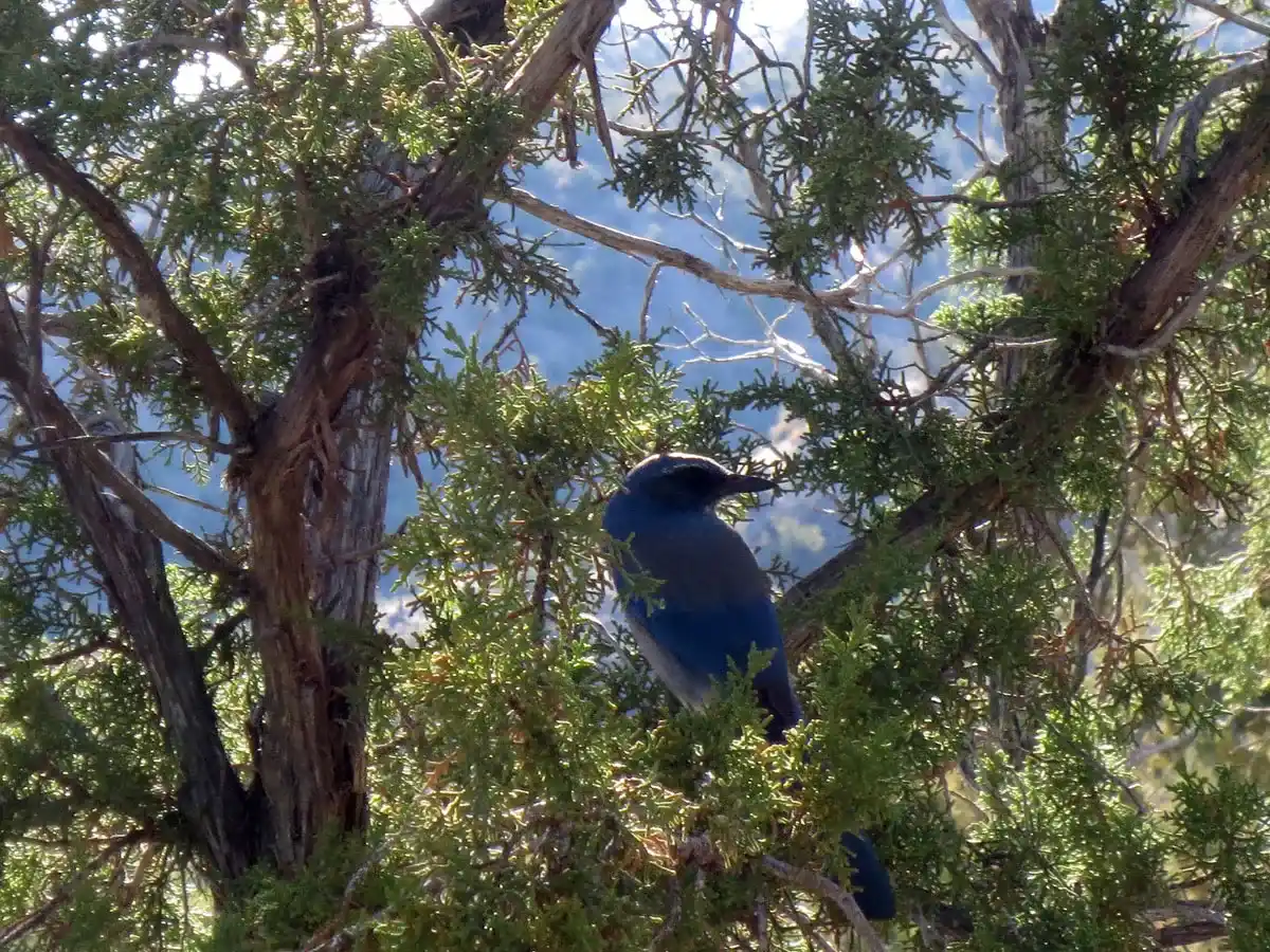 Bird by Susan Fluegel